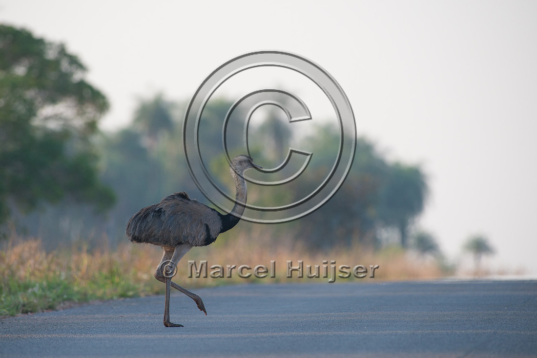 Greater rhea (Rhea americana) crossing the road, near Bonito, Ma