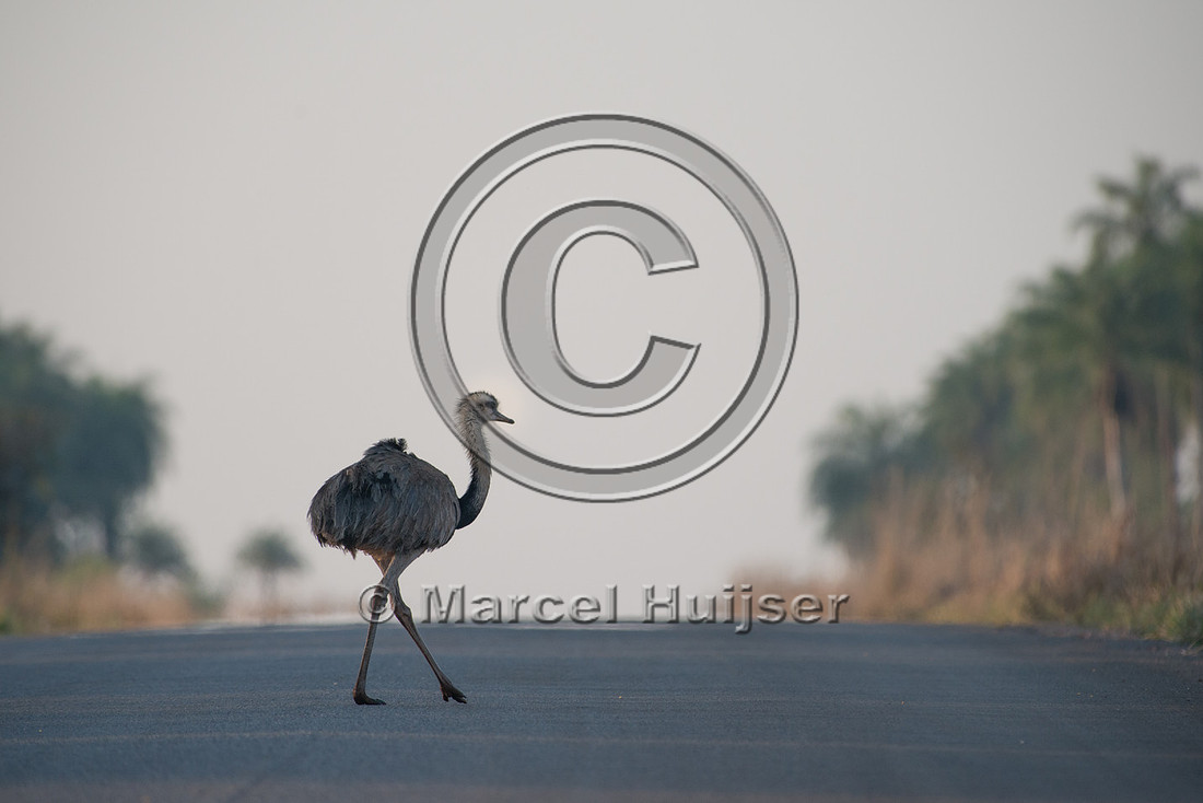Greater rhea (Rhea americana) crossing the road, near Bonito, Ma