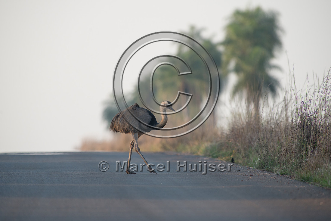 Greater rhea (Rhea americana) crossing the road, near Bonito, Ma