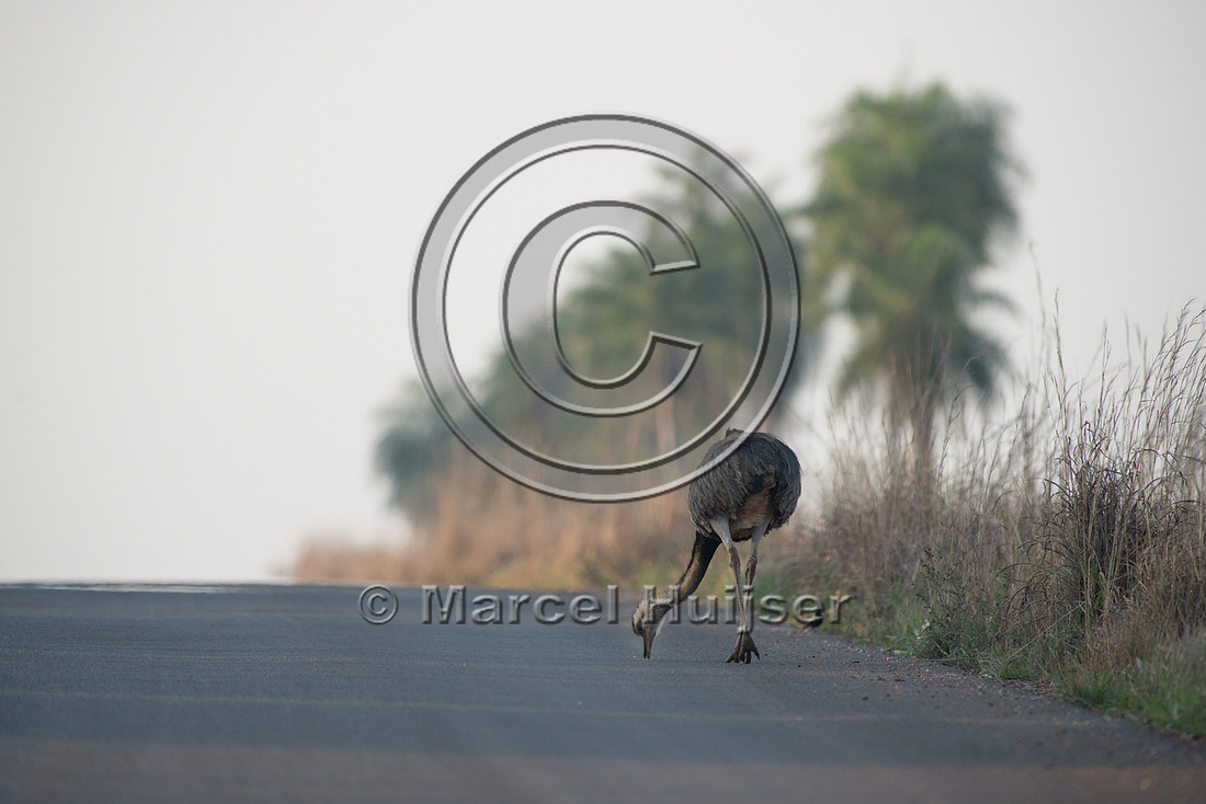 Greater rhea (Rhea americana) crossing the road, near Bonito, Ma