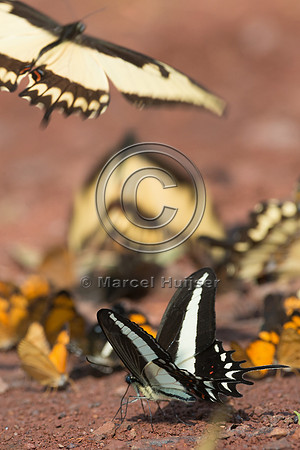 Butterflies mud-puddling, Iguazu National Park, Misiones, Argent