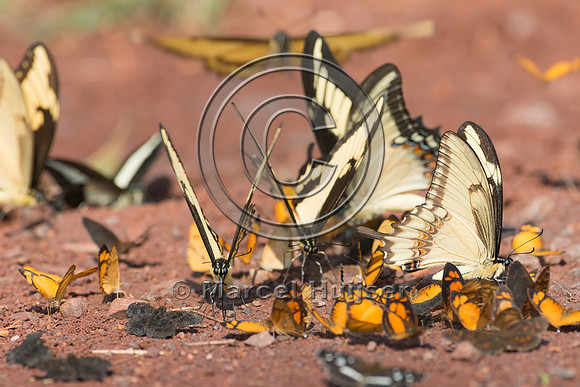 Butterflies mud-puddling, Iguazu National Park, Misiones, Argent