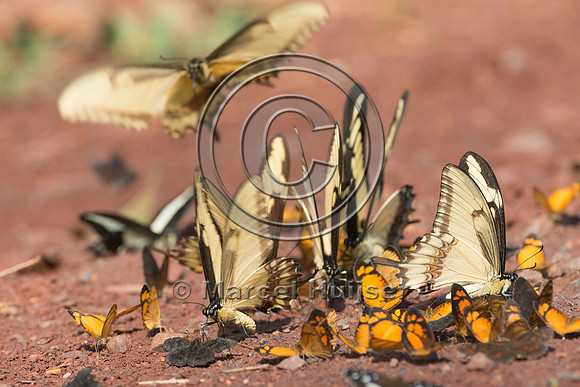 Butterflies mud-puddling, Iguazu National Park, Misiones, Argent