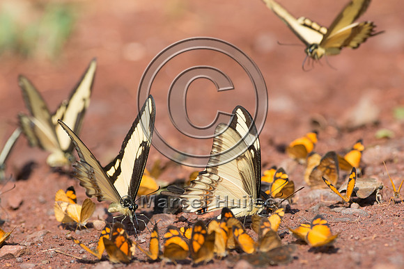 Butterflies mud-puddling, Iguazu National Park, Misiones, Argent