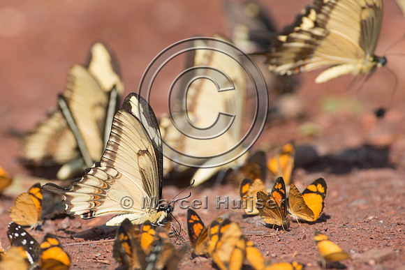 Butterflies mud-puddling, Iguazu National Park, Misiones, Argent