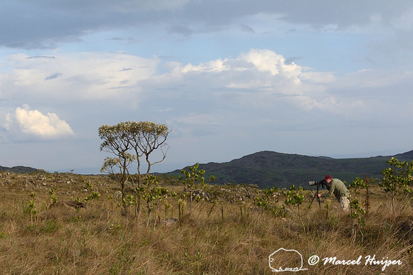 Marcel Huijser photographs a giant anteater (Myrmecophaga tridactyla), Parque Nacional da Serra da Canastra, Minas Gerais, Brazil