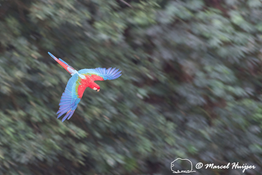 Red-and-green macaw (Ara chloropterus), Mato Grosso do Sul, Braz