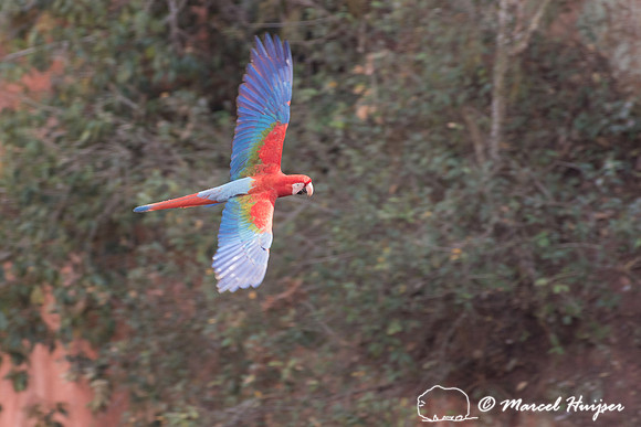Red-and-green macaw (Ara chloropterus), Mato Grosso do Sul, Braz