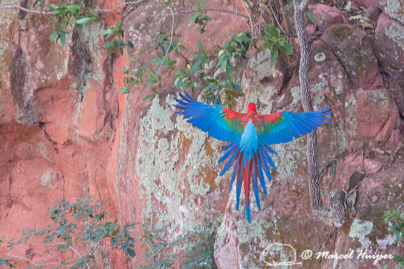 Red-and-green macaw (Ara chloropterus), Mato Grosso do Sul, Braz