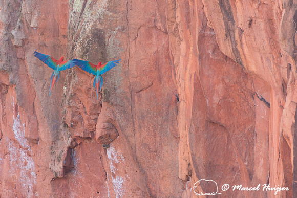 Red-and-green macaw (Ara chloropterus), Mato Grosso do Sul, Braz