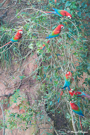 Red-and-green macaw (Ara chloropterus), Mato Grosso do Sul, Braz