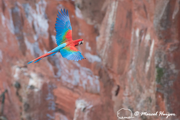Red-and-green macaw (Ara chloropterus), Mato Grosso do Sul, Braz