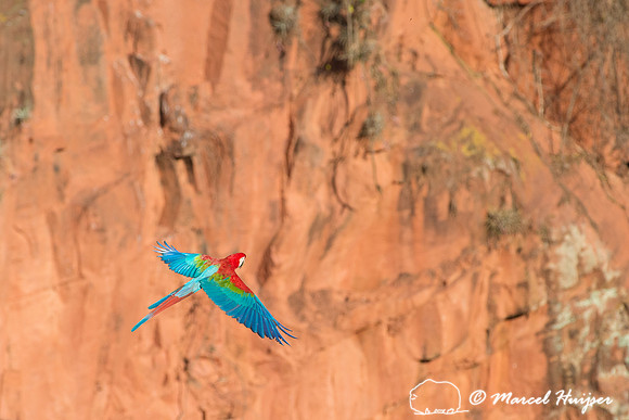Red-and-green macaw (Ara chloropterus), Mato Grosso do Sul, Braz