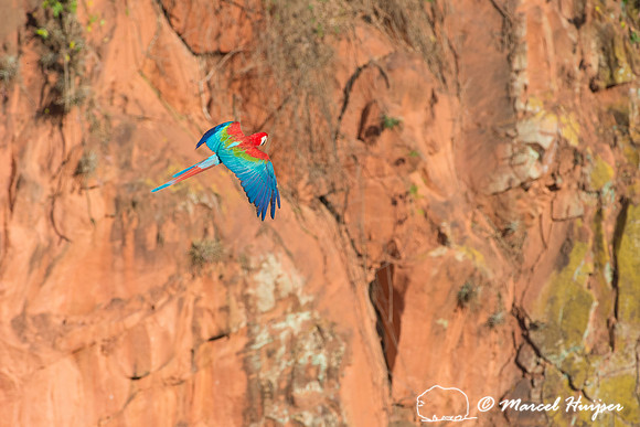 Red-and-green macaw (Ara chloropterus), Mato Grosso do Sul, Braz