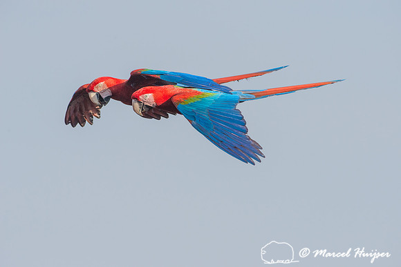 Red-and-green macaw (Ara chloropterus), Mato Grosso do Sul, Braz