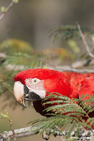 Red-and-green macaw (Ara chloropterus), Mato Grosso do Sul, Braz