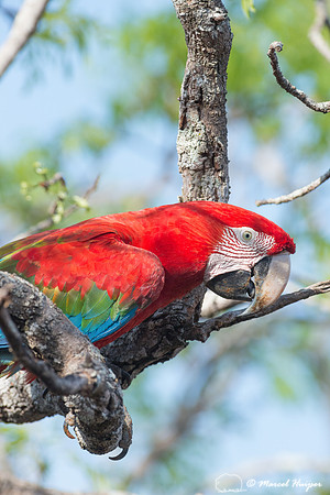 Red-and-green macaw (Ara chloropterus), Mato Grosso do Sul, Braz