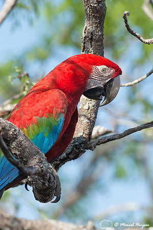 Red-and-green macaw (Ara chloropterus), Mato Grosso do Sul, Braz