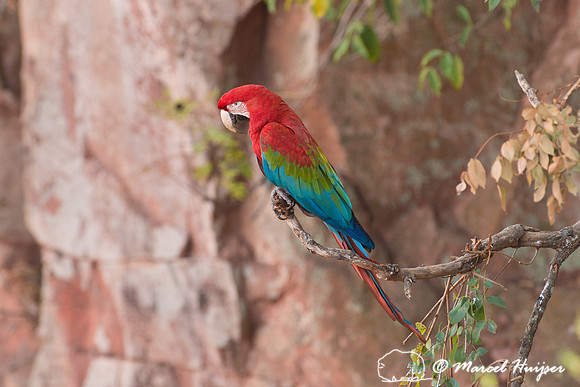 Red-and-green macaw (Ara chloropterus), Mato Grosso do Sul, Braz