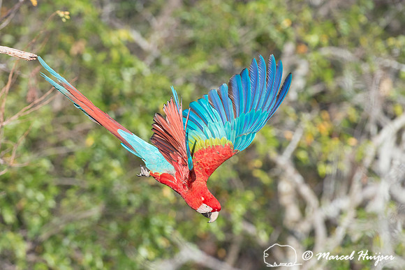 Red-and-green macaw (Ara chloropterus), Mato Grosso do Sul, Braz