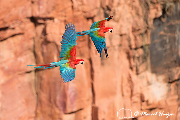 Red-and-green macaw (Ara chloropterus), Mato Grosso do Sul, Braz