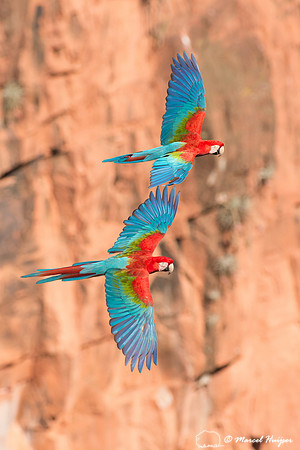 Red-and-green macaw (Ara chloropterus), Mato Grosso do Sul, Braz