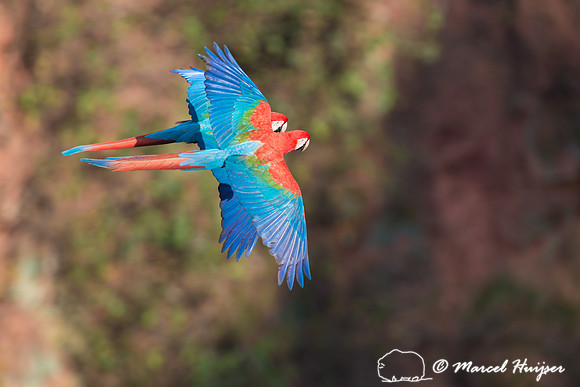 Red-and-green macaw (Ara chloropterus), Mato Grosso do Sul, Braz