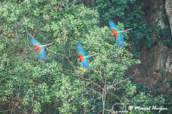 Red-and-green macaw (Ara chloropterus), Mato Grosso do Sul, Braz