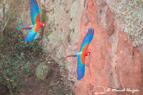 Red-and-green macaw (Ara chloropterus), Mato Grosso do Sul, Braz