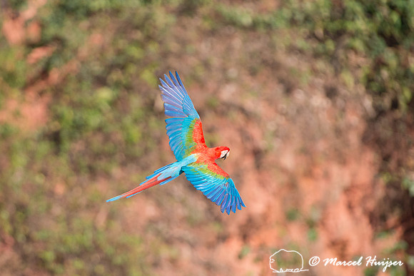Red-and-green macaw (Ara chloropterus), Mato Grosso do Sul, Braz