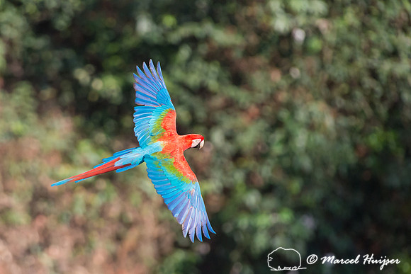 Red-and-green macaw (Ara chloropterus), Mato Grosso do Sul, Braz