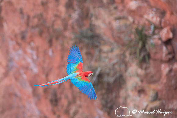 Red-and-green macaw (Ara chloropterus), Mato Grosso do Sul, Braz