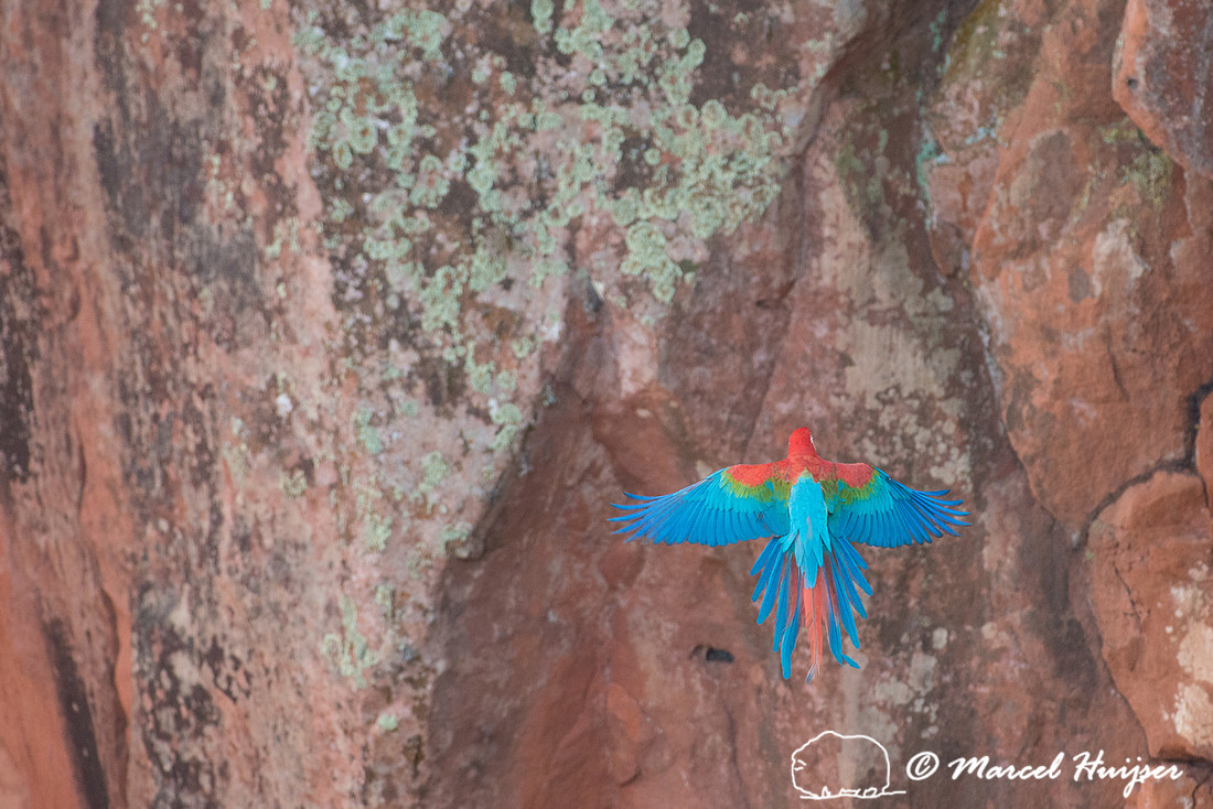 Red-and-green macaw (Ara chloropterus), Mato Grosso do Sul, Braz