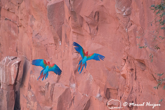 Red-and-green macaw (Ara chloropterus), Mato Grosso do Sul, Braz