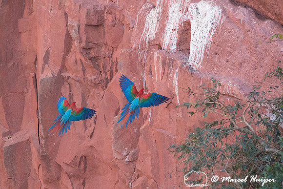 Red-and-green macaw (Ara chloropterus), Mato Grosso do Sul, Braz