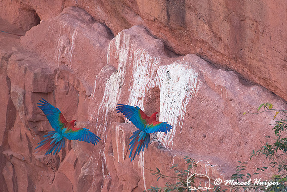 Red-and-green macaw (Ara chloropterus), Mato Grosso do Sul, Braz