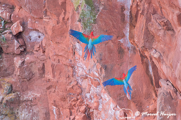 Red-and-green macaw (Ara chloropterus), Mato Grosso do Sul, Braz