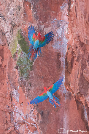 Red-and-green macaw (Ara chloropterus), Mato Grosso do Sul, Braz