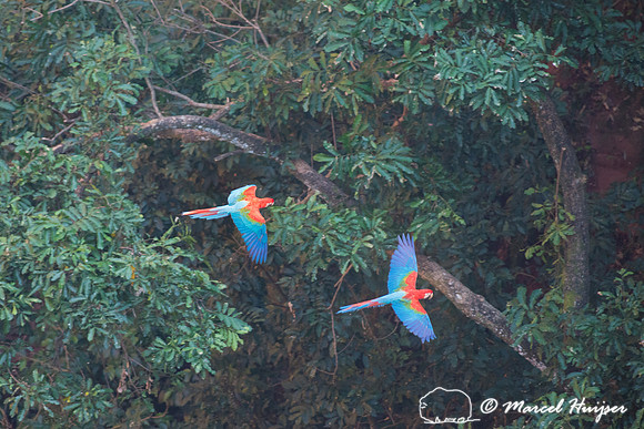 Red-and-green macaw (Ara chloropterus), Mato Grosso do Sul, Braz