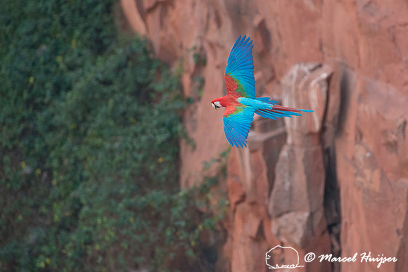 Red-and-green macaw (Ara chloropterus), Mato Grosso do Sul, Braz