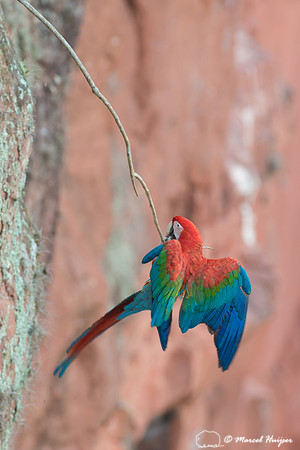 Red-and-green macaw (Ara chloropterus), Mato Grosso do Sul, Braz