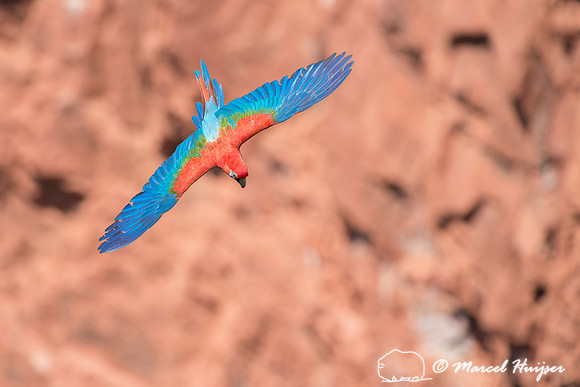 Red-and-green macaw (Ara chloropterus), Mato Grosso do Sul, Braz