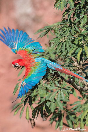 Red-and-green macaw (Ara chloropterus), Mato Grosso do Sul, Braz