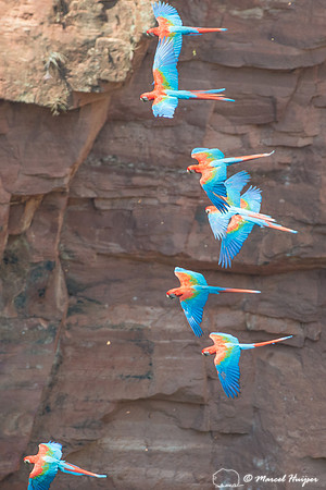 Red-and-green macaw (Ara chloropterus), Mato Grosso do Sul, Braz