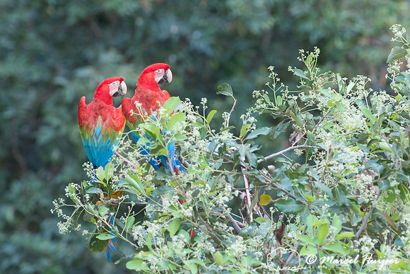 Red-and-green macaw (Ara chloropterus), Mato Grosso do Sul, Braz