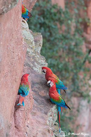 Red-and-green macaw (Ara chloropterus), Mato Grosso do Sul, Braz