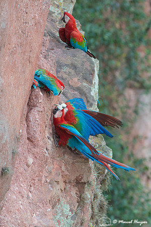 Red-and-green macaw (Ara chloropterus), Mato Grosso do Sul, Braz