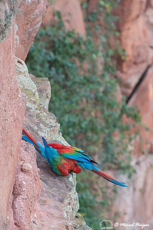 Red-and-green macaw (Ara chloropterus), Mato Grosso do Sul, Braz
