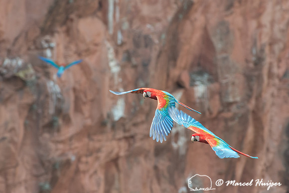 Red-and-green macaw (Ara chloropterus), Mato Grosso do Sul, Braz