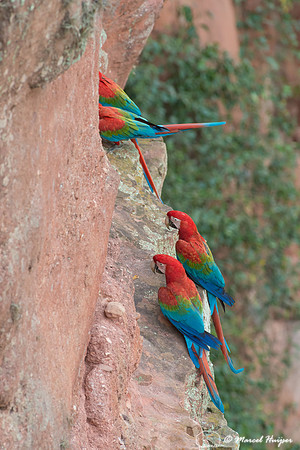 Red-and-green macaw (Ara chloropterus), Mato Grosso do Sul, Braz